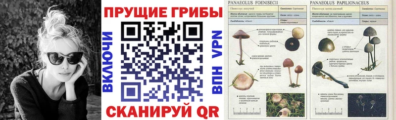 Галлюциногенные грибы Psilocybe Яранск